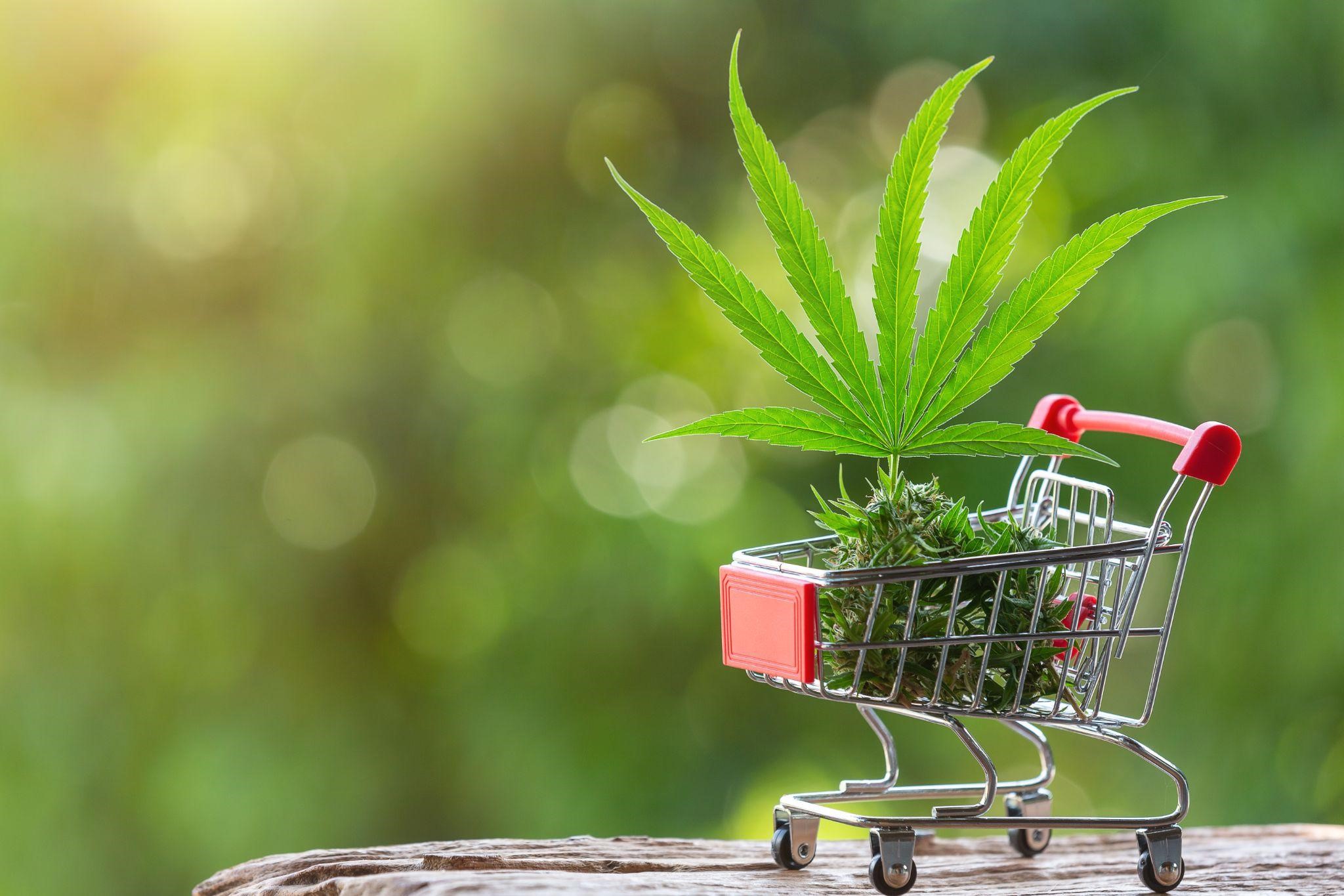Five Cannabis Wellness Experiences in Jamaica You Can’t Miss